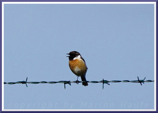 Männliches Schwarzkehlchen (Saxicola rubicola), März 2019, Staaken/Berlin