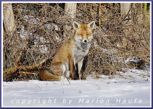 Rotfuchs (Vulpes vulpes), Februar 2021, Staaken/Berlin