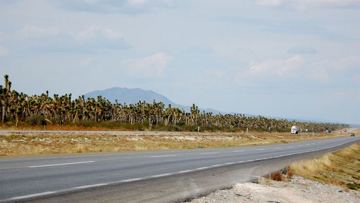 Bild Yucca filifera • MEX © Paul Spracklin