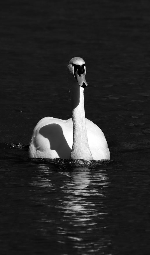 Schwan Trechtingshausen Mittelrheintal