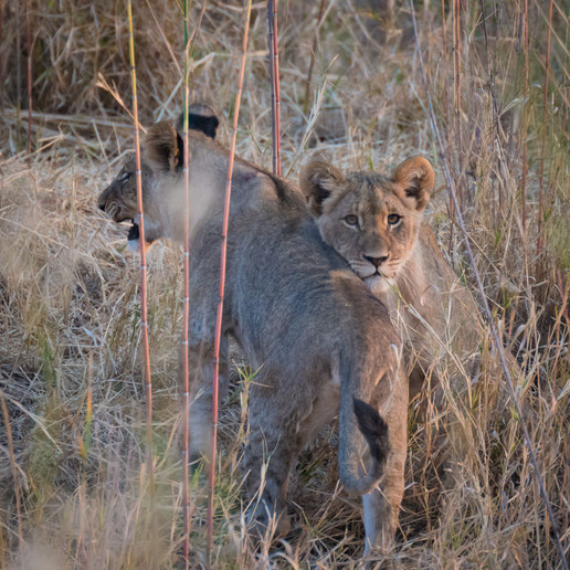 löwenbabies | game drive | karongwe private game reserve | südafrika