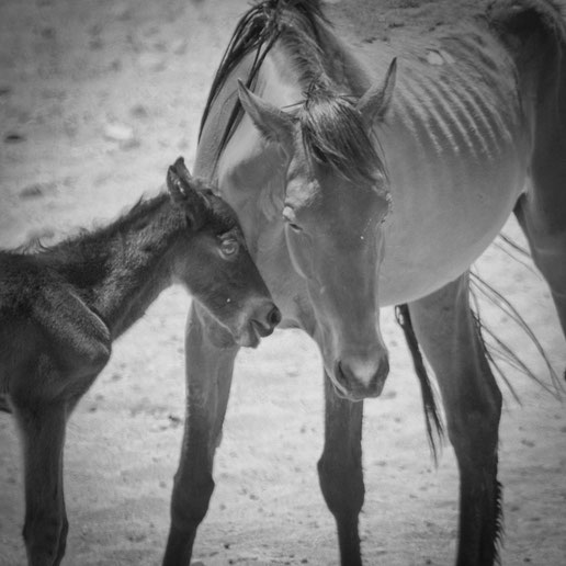 namib horse in garub namibia namib desert