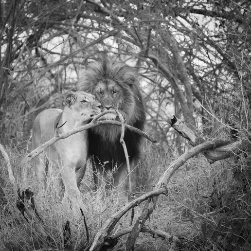 löwenliebe | game drive | karongwe private game reserve | südafrika