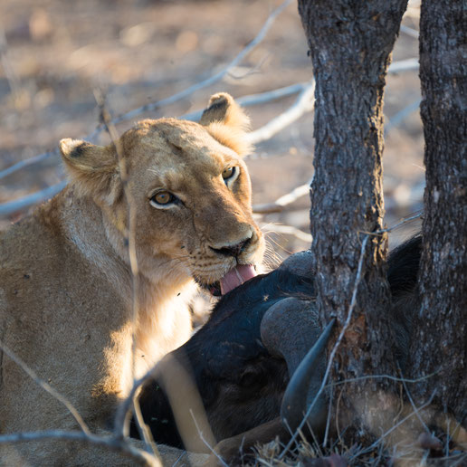 löwenkill | game drive | kapama private game reserve | südafrika