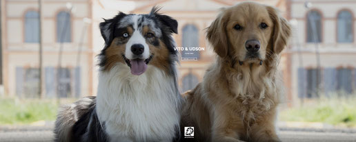 Galerie photos canin apres la seance photo de votre chien
