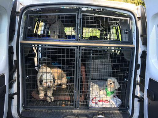 Hunde reisen sicher und ruhig in separaten Transportboxen bei Aebi’s Hund & Hausbetreuung Zürich