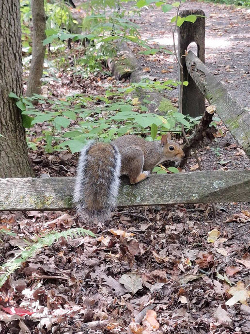 New York, un des nombreux écureuils du Botanical Garden