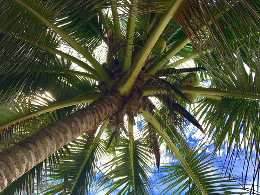 Falling coconuts, stand at own risk, park at own risk