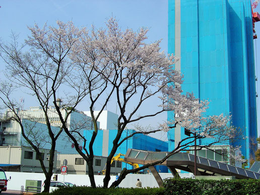 淡墨桜　大垣駅　ランチ　飛騨牛