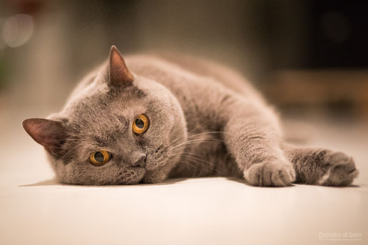 liegende Katze, Indoor fotografiert bei available light