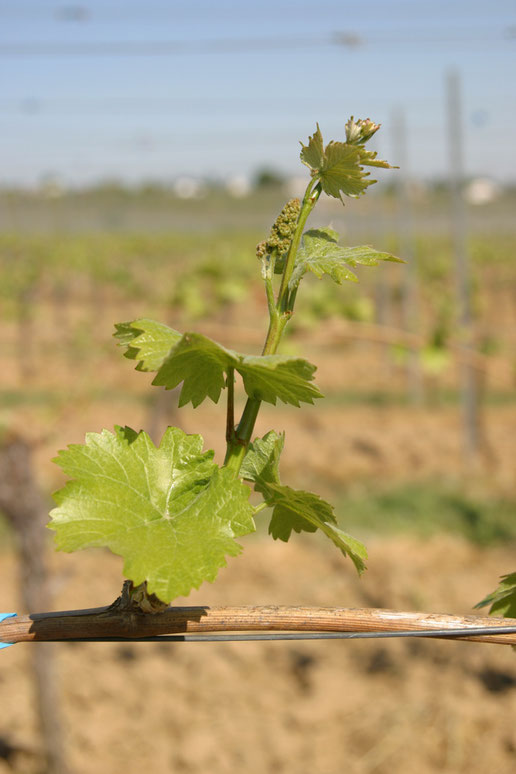 mein-wein-im-fruehling