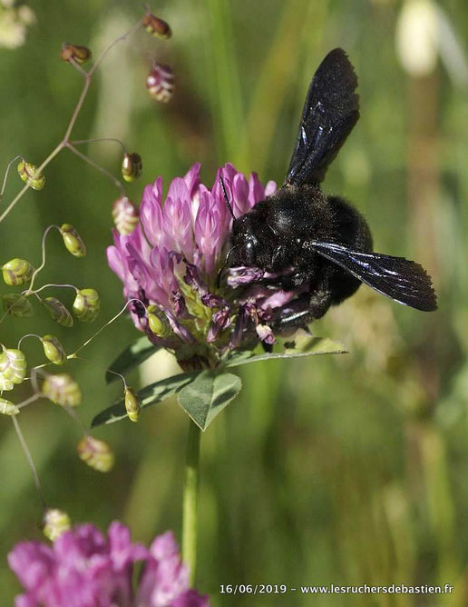 Une abeille charpentiere butine la fleur de Trifolium pratens Lozere France