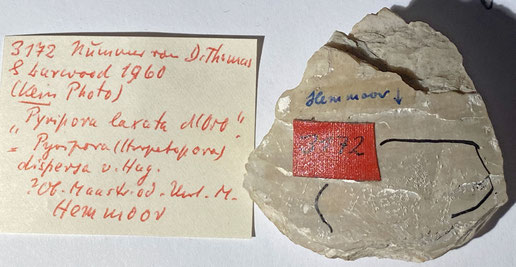 Senckenberg, Bryozoa, Bryozoen, Moostierchen, Sammlung Voigt