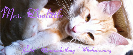 Reiki und Quantenheilung für Tiere, Tierbetreuung Wedemark