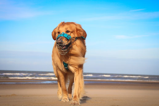 Hovawart Rüde Maulkorb Strand Sand Sonne Meer Maulkorbberatung Maulkorbumbau Hund Sicherheit Urlaub Holland