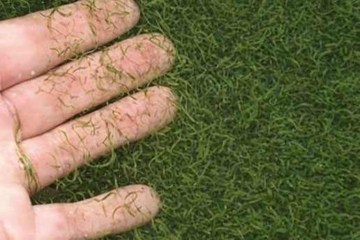 Microalgue AFA issue du lac Klamath, algue sauvage d’eau douce