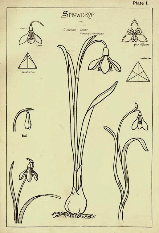 Snowdrop, plate I from Nature drawing and design, by Frank Steeley, London, 1904