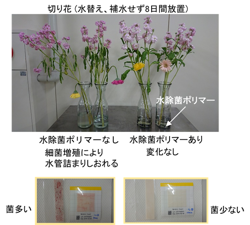 花瓶の水替えをしないと菌の増殖によって水管が詰まり植物がしおれてしまいますが、水除菌ポリマーを入れておくだけで花瓶の水は自動的に除菌され、水替えをしたのと同様の状態が維持できます