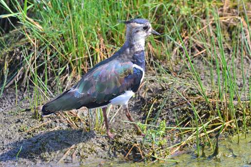 Foto: R. Dilchert