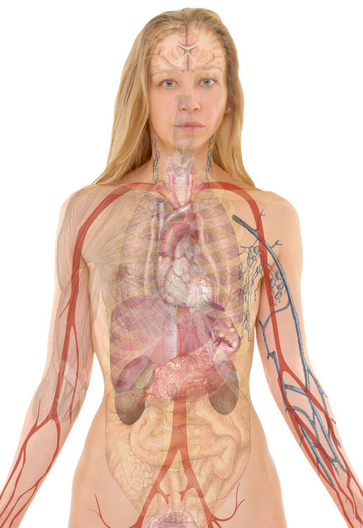 Die ärztliche Osteopathie beehandelt auch die inneren Organe