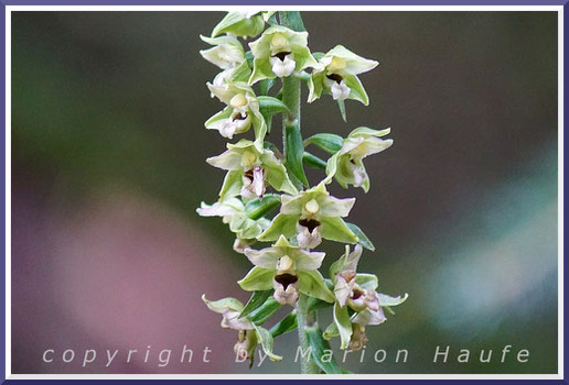 Die Breitblättrige Stendelwurz (Epipactis helleborine) gehört zu den wenigen Orchideenarten auf Fischland, Darß, Zingst.