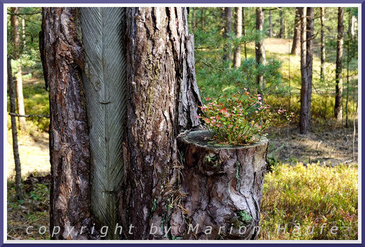 Im Darßwald tragen viele der alten Waldkiefern die Spuren der Harzung in DDR-Zeiten.