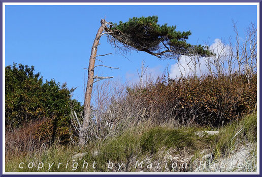 Die Windflüchter am Darßer Weststrand sind wie der Strand weltberühmt und fehlen in keinem Reiseführer über die Halbinsel Fischland, Darß, Zingst.