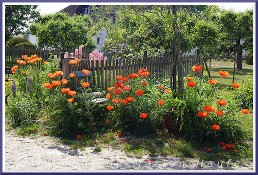 Farbenprächtige Bauernblumen in Groß Zicker.