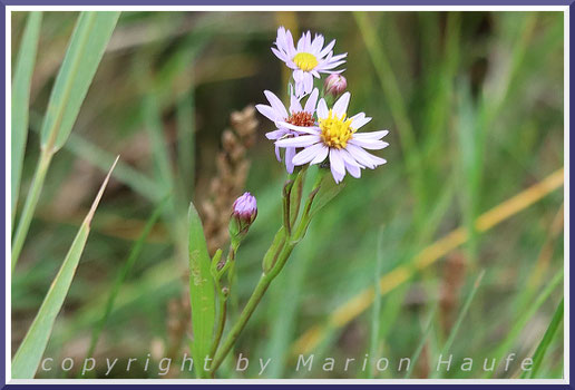 Die lilablütige Strand-Aster (Tripolium pannonicum) ist eine Pflanze der boddennahen Salzwiesen.