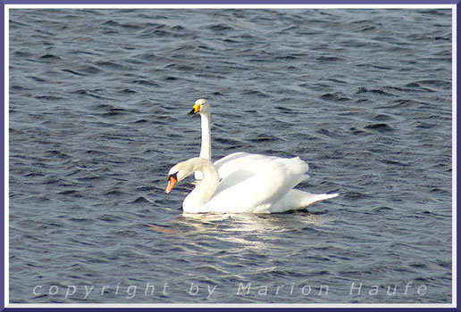 Singschwan (Cygnus cygnus - hinten) und Höckerschwan (Cygnus olor- vorn) auf dem Libbertsee, Darßer Ort/Mecklenburg-Vorpommern.