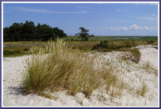 Der Gewöhnliche Strandhafer (Ammophila arenaria) ist eine typische Pflanze der Weißdüne, Darßer Ort/Mecklenburg-Vorpommern.