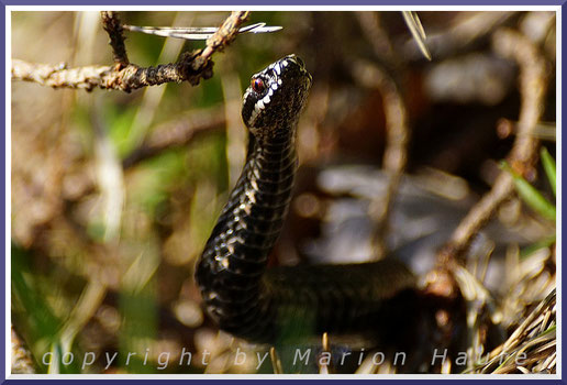 Kreuzottern (Vipera berus) können erstaunlich gut sehen. Diese hatte mich fest im Blick, obwohl ich einige Meter entfernt war, Darßer Ort/Mecklenburg/Vorpommern.