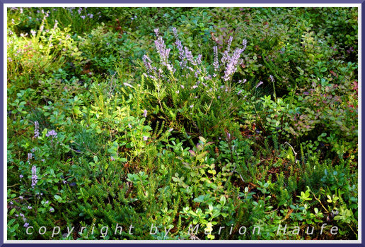 Pflanzenteppich aus Besen-Heide (Calluna vulgaris) und Preiselbeere (Vaccinium vitis-idaea) im Dünenkiefernwald.