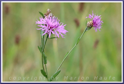 Die Wiesenflocken-Blume (Centaurea jacea) gedeiht gern am Wegesrand auf trockenen, eher warmen Wiesen.
