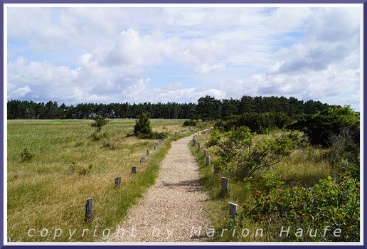 Blick von der ersten Aussichtsplattform ("Hirschplattform") auf den Rundwanderweg, Darßer Ort/Mecklenburg-Vorpommern.