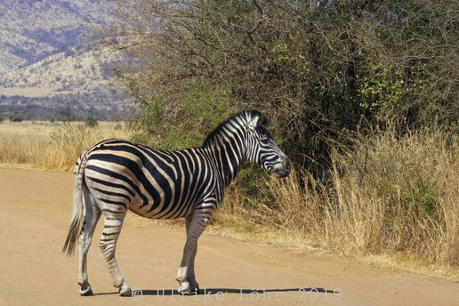 Zebra im Pilanesberg Nationalpark 