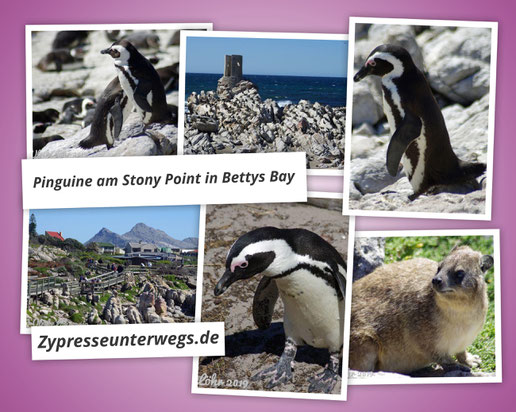 Pinguine am Stony Point in Bettys Bay