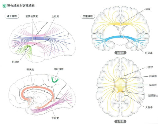 「人体の正常構造と機能」より