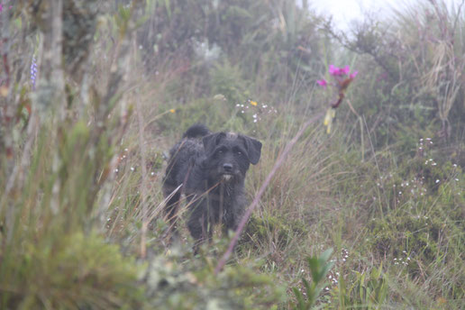 Our gardian Flou followed us 6 kilometers and left us because of food.