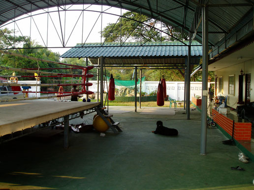 WPT Gym Master Pimu