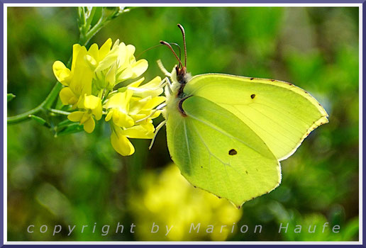 Die gelben Zitronenfalter-Männchen (Gonepteryx rhamni) gehören zu unseren bekanntesten Schmetterlingen, 09.07.2023, Flugfeld Staaken/Berlin.