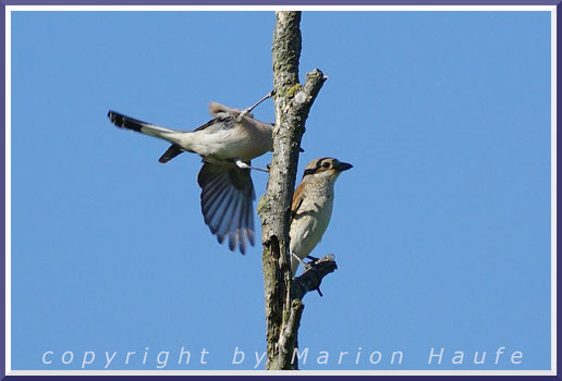 Zu Beginn der Balz versucht das Männchen immer wieder, sich dem Weibchen zu nähern, 31.05.2021, Flugfeld Staaken/Berlin.