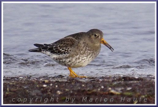 Eine meiner ganz besonderen Begegnungen: Ein Meerstrandläufer (Calidris maritima), 09.02.2023, Nordstrand Darß/Mecklenburg-Vorpommern.