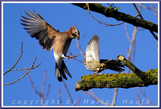 Eine Misteldrossel (Turdus viscivorus) vertreibt einen aufdringlichen Eichelhäher (Garrulus glandarius), 08.01.2022, Staaken/Berlin.