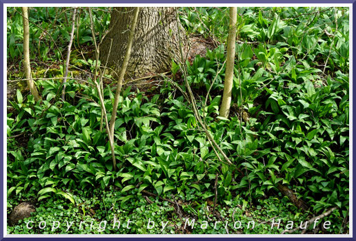 Bärlauch (Allium ursinum), April, Land Brandenburg.