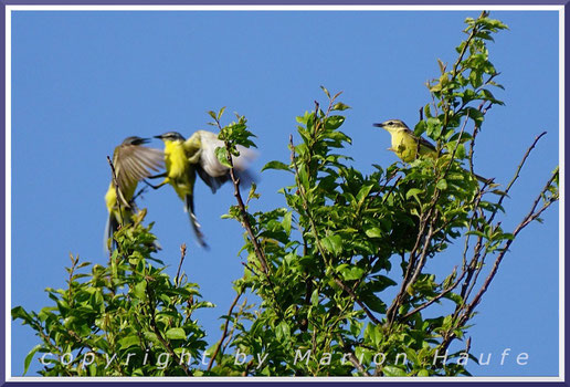 Männliche Wiesenschafstelzen liefern sich manchmal heftige Kämpfe um die Weibchen und/oder Reviere, 29.05.2018, Lobbe/Mecklenburg-Vorpommern.