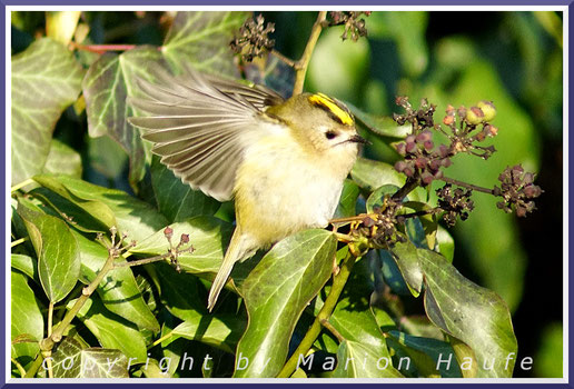 Wintergoldhähnchen auf Nahrungssuche, 28.01.2017, Staaken/Berlin.