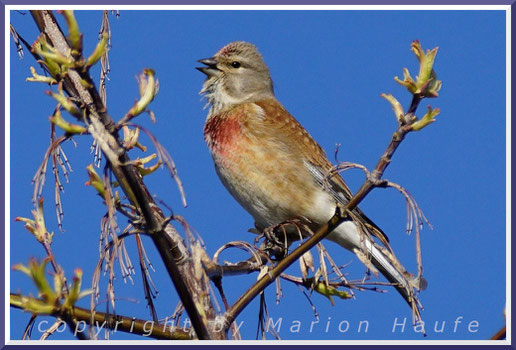 Singendes Bluthänfling-Männchen im Prachtkleid, 04.04.2020, Flugfeld Staaken/Berlin.
