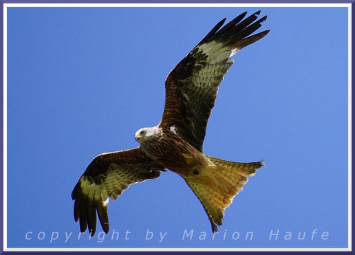 Der Rotmilan (Milvus milvus) gehört zu den stark bedrohten Vogelarten in Deutschland, 03.07.2023, Barth/Mecklenburg-Vorpommern.