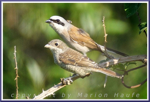 Neuntöter-Männchen mit Nachwuchs, 19.07.2020, Hahneberg/Berlin.